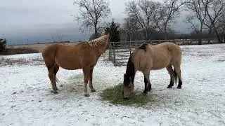 Winter Horse Feeding During Texas Global Warming Ice Storm -  :)