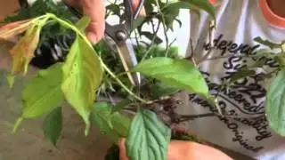 【盆栽の育て方】 梅の新芽を切る場所  インテリア盆栽工房BonCyu