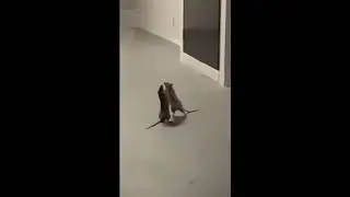 Cat watches in disbelief as two rats fight each other