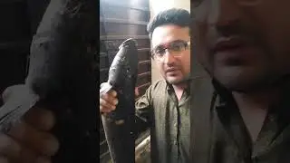 Snakehead Murrel fish 🐟 Hunting 👌😱#shorts #viral #fishing #trending #ytshorts