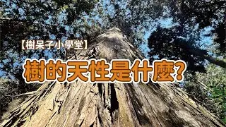 【樹呆子小學堂】樹的天性是什麼？ #頂芽優勢 #葡萄糖哪裡來