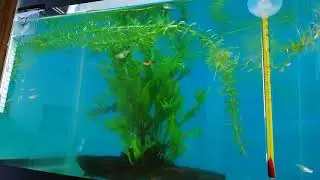 Endlers Fry Black Bar vs Red Chest