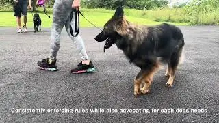 Stopping reactivity w/ German Shepherd & Ecollar &mdash; Balanced Dog Training