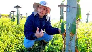 Controle de nematóides na Pitaya