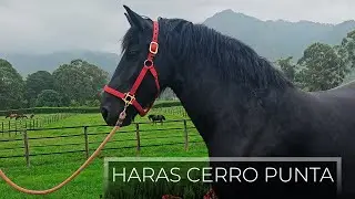 Haras Cerro Punta, Chiriquí, Panamá - 4k (CINEMATIC)