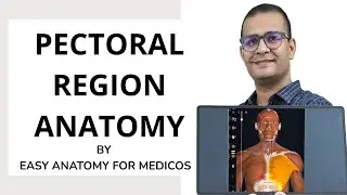Pectoral Region Anatomy | Easy Anatomy for Medicos