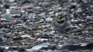 Shorelarks