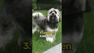🐶 Top 5 Most Expensive Dogs in the World! 💎 24