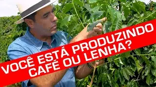 Arquitetura da Planta | No P&eacute; do Caf&eacute;
