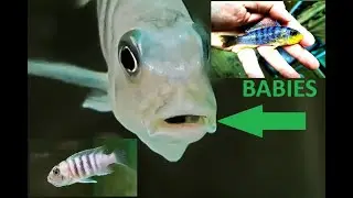 [MALAWI CICHLID] [FRY GROW OUT] + They always start out life so small