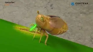 Two major pests - BPH & White Ear Head ( Stem Borer) | Deladaxin | Bengali | Module 2