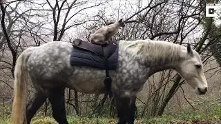 Horse-Riding Cat Enjoys a Country Stroll on the Back of Best Friend