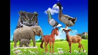 Farm animals: chicken, cow, dog, sheep, pig,horse - animal charm