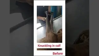 Before and after condition of knuckling in calf #knuckling #vet