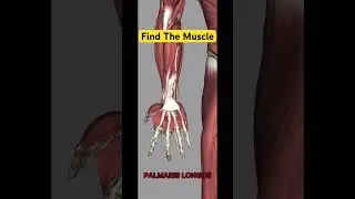 Palmaris Longus #anatomy #motivation #shoulder #physicaltherapy #muscles #innovation