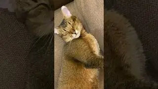 Sleepy all day long #respect #simbathecat #cat #catlover #catcat #catsocute #simba