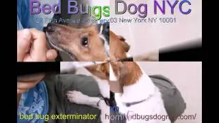 bed bug exterminator nyc