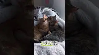 Как кошки проявляют уважение к другим кошкам 🐾👑
