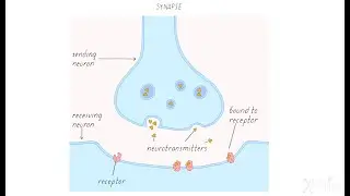 How Neurons Communicate