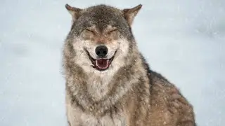 Easy English Lesson with wolf Facts