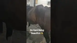 #horse #breeder #equestrian #equine #Beauty