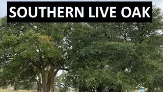 SOUTHERN LIVE OAK Trees along our Gulf Coast, Mississippi