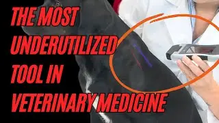 The Most Underutilized Tool in Veterinary Medicine | The Erchonia Violet Laser
