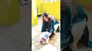 #shortvideo #Baby falling down #slip #trending #funny #masti #love u harshu ❣️❣️&hearts;️&hearts;️&hearts;️