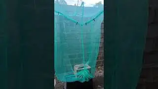BSF love cage made of mosquito net bought from the market