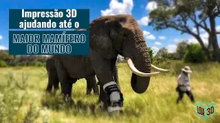 Pr&oacute;teses Impressas em 3D que ajudaram v&aacute;rios animais -  Impress&atilde;o 3D