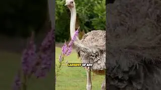 &ldquo;Ostrich Eyes vs Brain 🤯 | Mind-Blowing Animal Fact&rdquo;