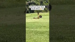 Cape Cobra on a Cape Town golf course - mongoose just behind it