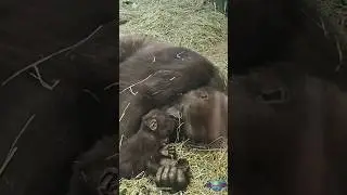 Heartwarming: A Gorilla Mom's Unconditional Love