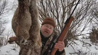 A Few Tips for Hunting Cottontail Rabbit 🐇