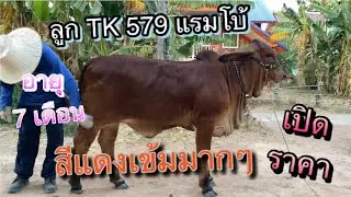 บราห์มัน ผลงาน Tk 579 แรมโบ้
