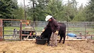 Grooming our Wangus