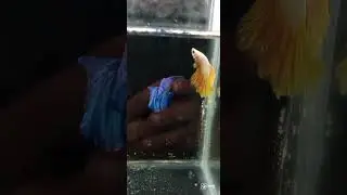 Two Betta Fish In one Tank🔥🔥🔥