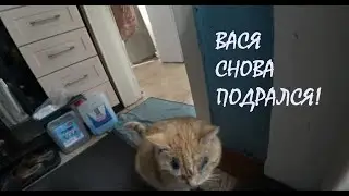 Крокодил Вася теперь зеленый РЕЦЕПТ вкусного ДОМАШНЕГО ХЛЕБА Отдых от ремонта_14.01.2026