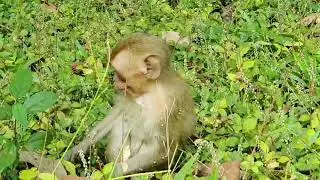 Monkey Elpida in group mahanokor, Elpida hungry food