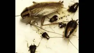 Copy of dezinfektim 044 550009 bubashfaba insekte