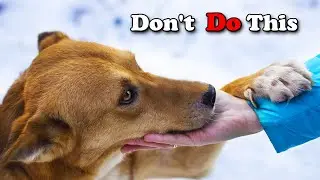 15 Things Dogs Hate about Humans