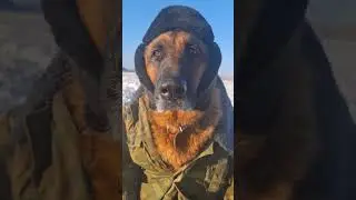 A little information about dumplings 🤗 #dog #funnyvideo #funnyshorts #laughter #humor #funnyvideo...