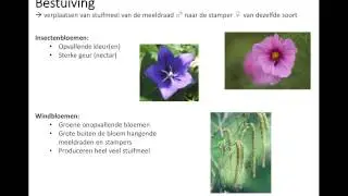 Bestuiving