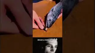 The real monsters under the sand #shorts #insects #ytshorts