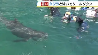 クジラと一緒に海でクールダウン！和歌山・くじら浜海水浴場がにぎわい「海の中で見るのはここでしかできない」　８月１７日までクジラと遊泳可能（2025年8月5日）