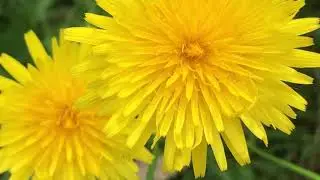 RANDOM RAMBLE  + Q&A + BOOK READING+ 4 HOUR CHILL/SLEEP MUSIC LOOP