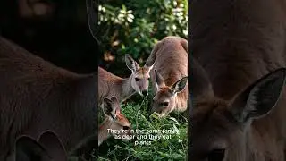 Why Australians Eat Kangaroo Meat