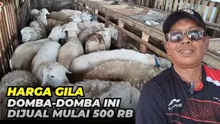 Harga Domba Mulai 500 Ribuan Hingga 2 Juta