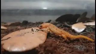 Eastern Newt Update