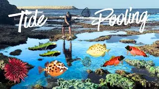 Catching SALTWATER Aquarium FISH at ULTRA LOW TIDE #catchingaquariumfish #tidepool #rockpool 